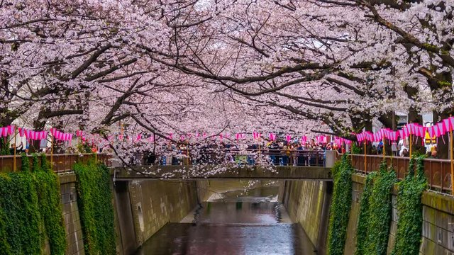4k Time lapse of Cherry blossom festival in full bloom at Meguro River . Meguro River is one of the best place to enjoy it