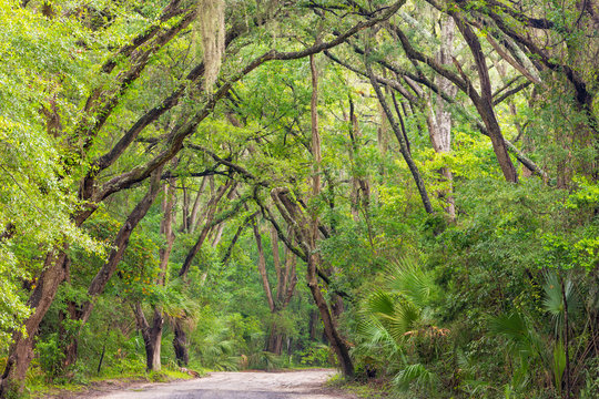 USA, South Carolina, Edisto Beach State Park. Oak Trees Line Road. Credit As: Don Paulson / Jaynes Gallery / DanitaDelimont.com