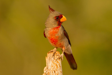 USA, Texas, Hidalgo County. Close-up of male pyrrhuloxia on stump. Credit as: Cathy & Gordon Illg / Jaynes Gallery / DanitaDelimont.com