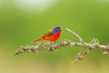 USA, Texas, Hidalgo County. Male painted bunting on limb. Credit as: Cathy & Gordon Illg / Jaynes Gallery / DanitaDelimont.com