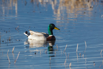 USA, Oregon, Baskett Slough National Wildlife Refuge, drake Mallard (Anas plathyrhynchos).