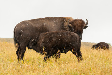 USA, South Dakota, Custer State Park. Bison calf nursing mother. Credit as: Cathy & Gordon Illg / Jaynes Gallery / DanitaDelimont.com