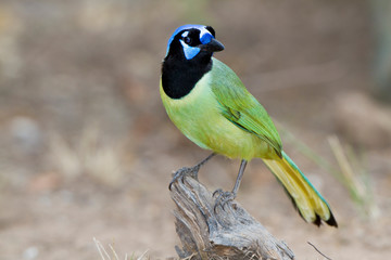 Fototapeta premium Green Jay (Cyanocorax yncas) on perch Starr, Texas, USA.