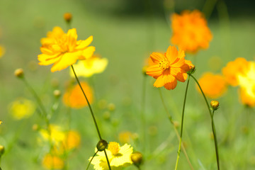 Close up in cosmos flower at sunrise natural background