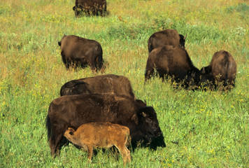 Bison herd at Custer State Park, South Dakota