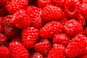 USA, Oregon, Keizer, Red Raspberries immediately after rinsing
