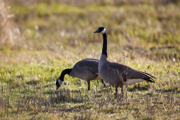 USA, Oregon, Baskett Slough National Wildlife Refuge, pair of Canada Geese (Branta canadensis).