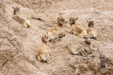 Obraz premium USA, South Dakota, Badlands National Park. Bighorn sheep lambs on arid formation. Credit as: Cathy and Gordon Illg / Jaynes Gallery / DanitaDelimont.com