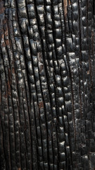 USA, Texas, Guadalupe Mountains National Park. Close-up of burnt tree trunk. Credit as: Don Paulson / Jaynes Gallery / DanitaDelimont.com
