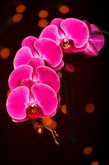 Naklejka na ściany i meble USA, Oregon, Keizer, hybrid orchid.