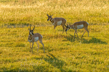 USA, South Dakota, Custer State Park. Pronghorn bucks and backlit grass. Credit as: Cathy & Gordon Illg / Jaynes Gallery / DanitaDelimont.com