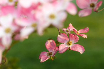Fototapeta na wymiar USA, Oregon, Keizer, flowering Dogwood in neighborhood.