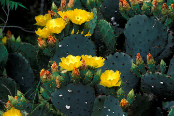 North America, USA, Texas. Prickly Pair Cactus in bloom