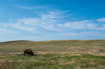 Buffalo, South Dakota, USA