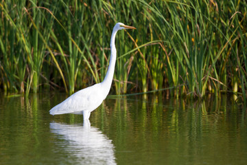 Great Egret (Casmerodius albus) in wetland, Leonabelle Turnbull Birding Center, Port Aransas, Texas, USA.