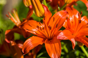 Fototapeta premium USA, Austin, Texas, exquisite bright orange daylily flowers in full bloom at Zilker Botanical Garden in Zilker Park.