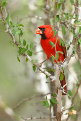 USA, Texas, Lower Rio Grande Valley, McAllen, male Northern Cardinal (Cardinalis cardinalis)