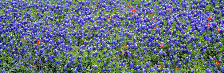 USA, Texas, Llano. A carpet of Texas bluebonnets is here and there interrupted by redbonnets, in the Hill Country of Texas.