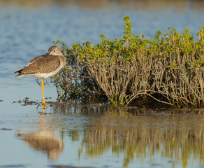 Lesser yellowlegs, Tringa flavipes, Welder Flats, San Antonio Bay, Texas