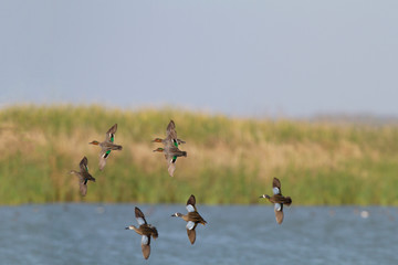 Blue-winged Teal (Anas discors) and three Green-winged Teal (Anas crecca) in flight at Leonabelle Turnbull Birding Center, Port Aransas, Texas, USA.