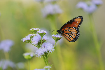 Queen (Danaus gilippus), adult feeding on blooming Gregg's Mistflower (Conoclinium greggii), Hill Country, Texas, USA