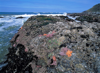 USA, Oregon, Nepture SP. Sea stars, or starfish, cling to rocks at Strawberry Hill on the Pacific Ocean of Oregon. © Ric Ergenbright/Danita Delimont