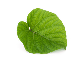 single green leaf isolated on white background