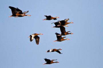 Obraz premium Black-bellied Whistling Ducks (Dendrocygna autumnalis) in flight Starr County, Texas, USA.