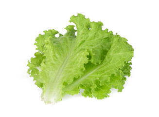 fresh green oak lettuce isolated on white background