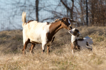 Obraz na płótnie Canvas USA, Tennessee Domestic goat and kid affection