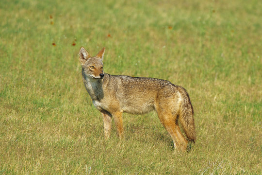Coyote (Canis Latrans) in a field, Starr County, Texas