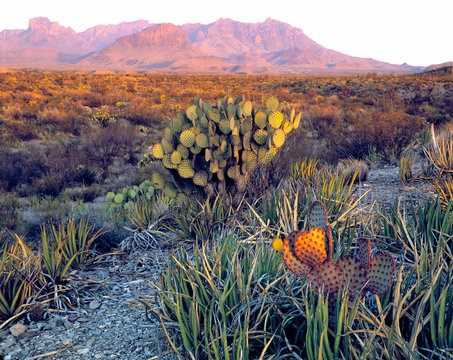 USA, Texas, Big Bend NP. A Sandy Pink Dusk Settles Over The Chisos Mountains, In Big Bend National Park, Texas.