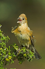 USA, Texas, Rio Grande Valley, McAllen. Blue grosbeak female perched on branch. 