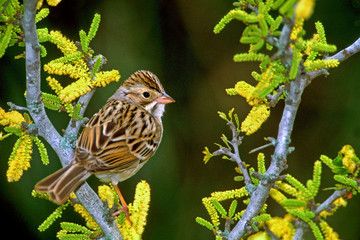 USA, Texas, Rio Grande Valley, McAllen. Clay-colored sparrow perched in flowering huisache plant. 