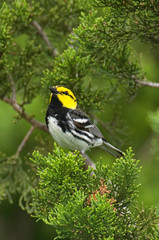 USA, Texas, Hill Country, Mike Murphy Ranch. Close-up of endangered golden-cheek warbler male in fir tree. 