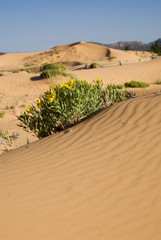 Rough Mulesears (Wyethia scabra), Coral Pink Sand Dunes State Park, Utah, US