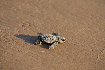 Fototapeta premium Kemp's ridley sea turtle (Lepidochelys kempii), baby turtle, South Padre Island, South Texas, USA