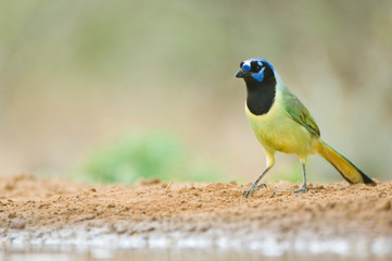 Texas, Rio Grande Valley, Green Jay, (Cyanocorax yncas)