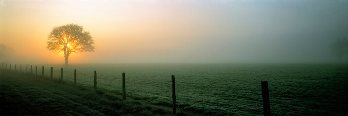 USA, Oregon, Corvallis. The sun breaks through the mist silhouetting a tree near Corvallis, Oregon.