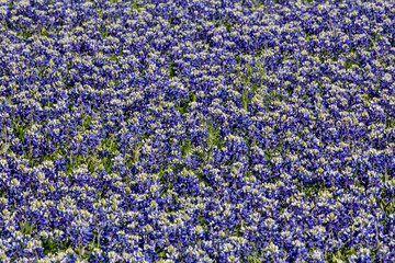 Springtime Blue bonnets blooming near Fredericksburg, Texas