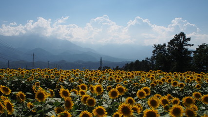 一面のひまわり畑