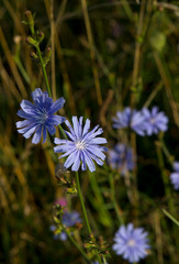 Chicory in bloom, Cichorium intybus, sunflower family, Shenandoah National Park, VA