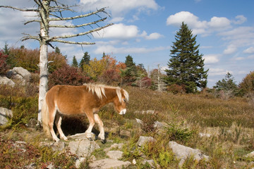 Fototapeta na wymiar USA - Virginia. Wild pony in Grayson Highlands State Park and along trail to Mt. Rogers (highest point of Virginia).