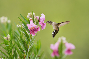 Ruby-throated Hummingbird (Archilochus colubris), female in flight feeding on blooming Desert...