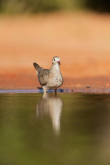 Common Ground-Dove (Columbina Passerina), adult drinking, Rio Grande Valley, South Texas USA
