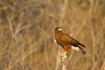 Harris' Hawk (Parabuteo unicinctus) in tree Starr County, Texas, USA.