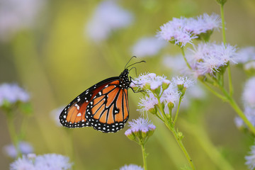 Queen (Danaus gilippus), adult feeding on blooming Gregg's Mistflower (Conoclinium greggii), Hill Country, Texas, USA