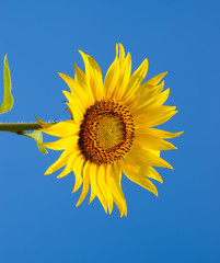 A blossoming sunflower against a blue sky and sun.