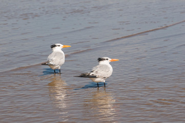 USA, Texas, Brownsville. Royal Tern (Thalasseus maximus) is a seabird found only in coastal salt water. The black crest is solid in breeding plumage, patchy in the winter.