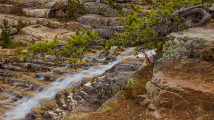 Naklejka na ściany i meble USA, Utah, Wasatch Cache National Forest. Provo River Falls and pine tree. Credit as: Don Paulson / Jaynes Gallery / DanitaDelimont.com